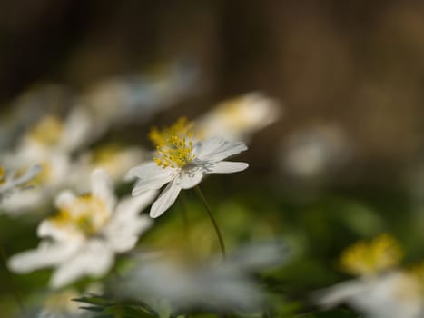 A small flower in the foreground, with a soft bokeh