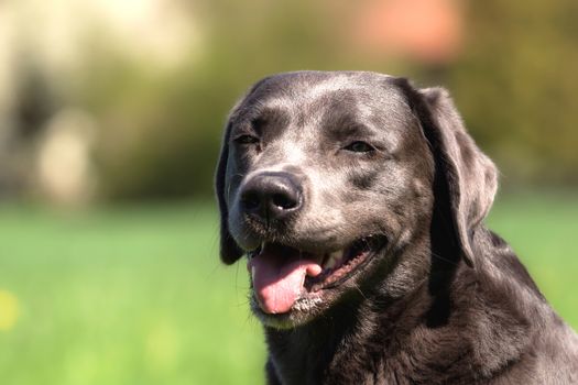 A beautiful dark Labrador Retriever plays outside