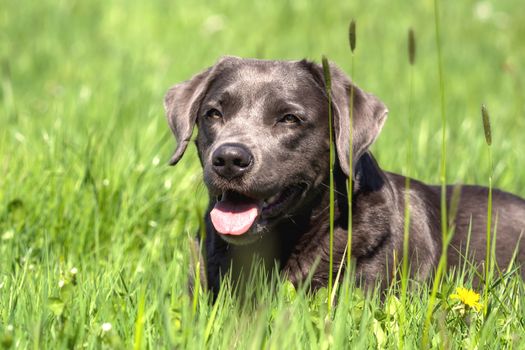 A beautiful dark Labrador Retriever plays outside