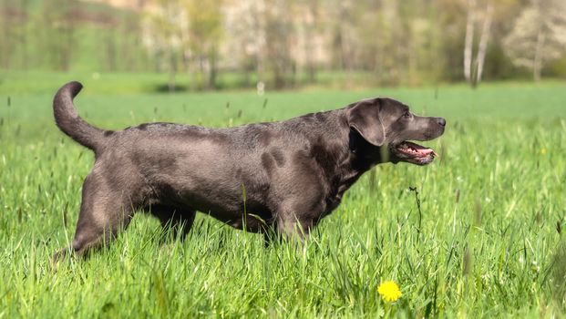 A beautiful dark Labrador Retriever plays outside