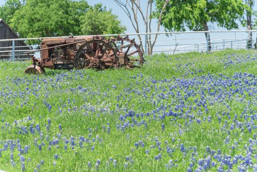 Old tractor and Bluebonnet blossom at rural farm in Bristol, Texas, USA. Wildflower blooming in meadow with rustic wagon, countryside landscape