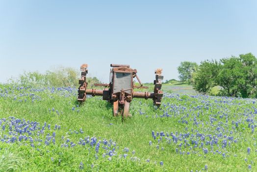 Old tractor and Bluebonnet blossom at rural farm in Bristol, Texas, USA. Wildflower blooming in meadow with rustic wagon, countryside landscape