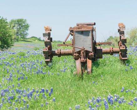 Old tractor and Bluebonnet blossom at rural farm in Bristol, Texas, USA. Wildflower blooming in meadow with rustic wagon, countryside landscape