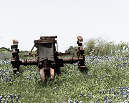 Vintage tone old tractor and Bluebonnet blossom at rural farm in Bristol, Texas, USA. Wildflower blooming in meadow with rustic wagon, countryside landscape