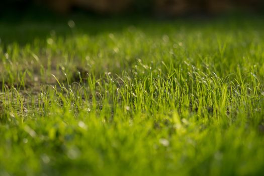 New grass grows outside in the garden