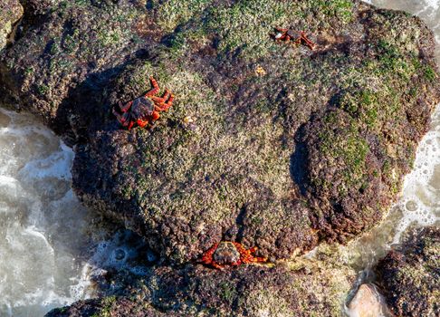 Red-footed crabs walk on stones on the coast of the Gulf of Oman.