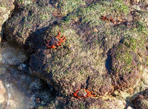 Red-footed crabs walk on stones on the coast of the Gulf of Oman.