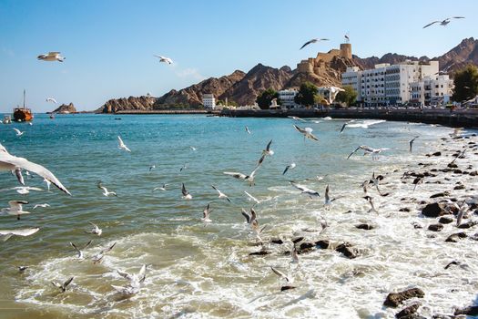 flock of gulls on the coast of the Omani Bay in the city of Muscat near the waterfront.