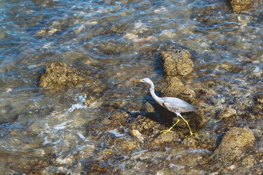 young gray heron walks along the stony seashore.