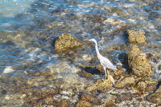 young gray heron walks along the stony seashore.