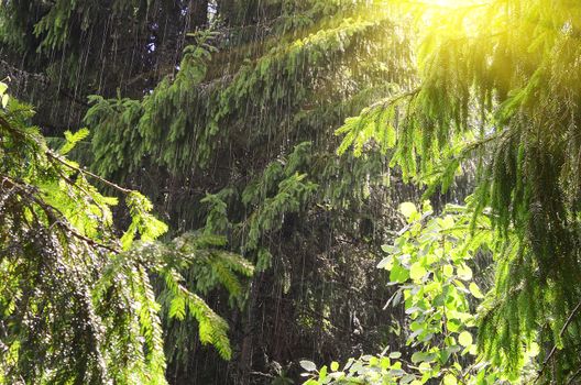 Beautiful Rain Forest with the sun behind sunlight