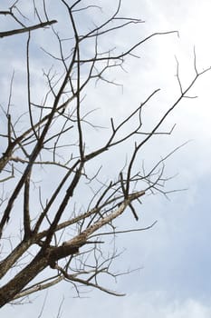 dried branches on a big tree with blue sky background