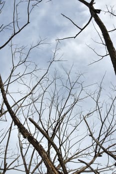 dried branches on a big tree with blue sky background