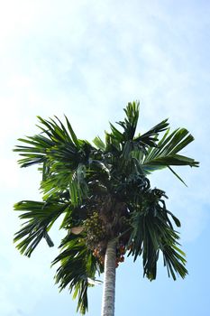 nut trees against blue sky