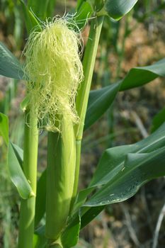 corn plants