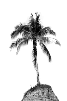 coconut tree at the barren hill