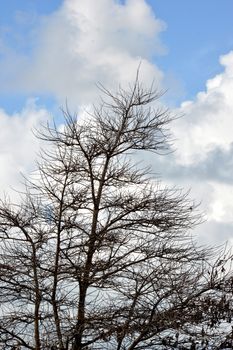 silhouette of trees with leafy dry