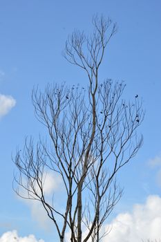 dried branches on a big tree with blue sky background