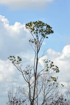 big tree against blue sky