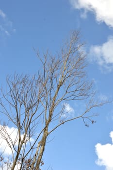 dried branches on a big tree with blue sky background