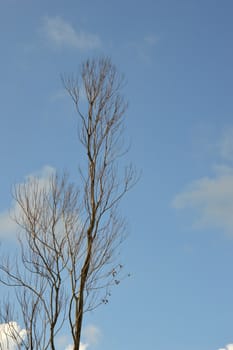 dried branches on a big tree with blue sky background