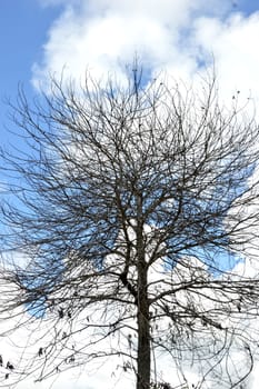 dried branches on a big tree with blue sky background