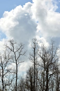 dried branches on a big tree with blue sky background