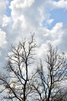 dried branches on a big tree with blue sky background