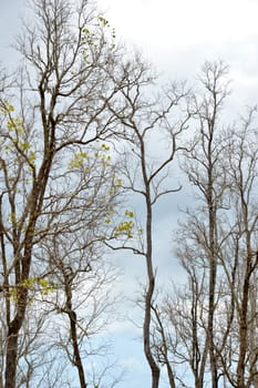 dried branches on a big tree with blue sky background