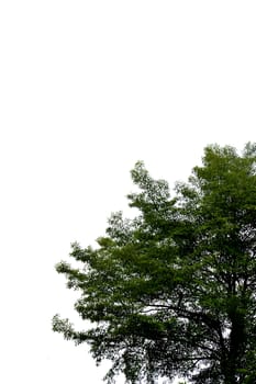 big tree against blue sky