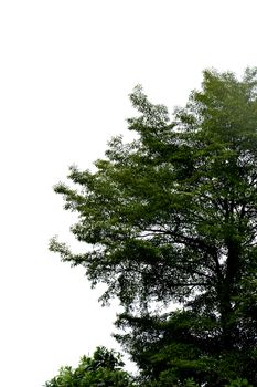 big tree against blue sky