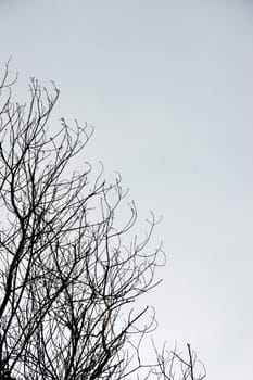 dried branches on a big tree with blue sky background