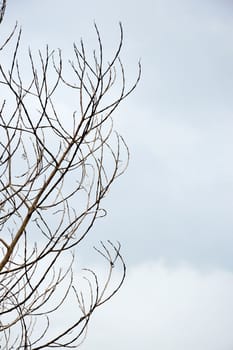 dried branches on a big tree with blue sky background