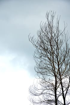 dried branches on a big tree with blue sky background