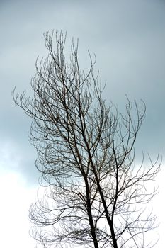 dried branches on a big tree with blue sky background