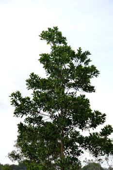 big tree against blue sky