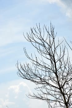 dried branches on a big tree with blue sky background