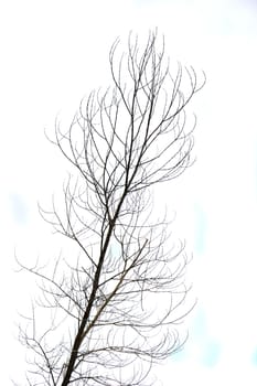 dried branches on a big tree with blue sky background