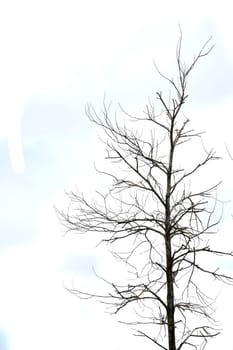 dried branches on a big tree with blue sky background