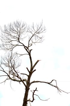 dried branches on a big tree with blue sky background