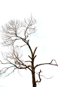 dried branches on a big tree with blue sky background