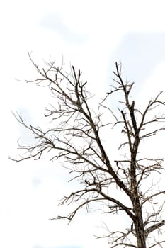 dried branches on a big tree with blue sky background