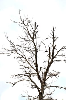 dried branches on a big tree with blue sky background