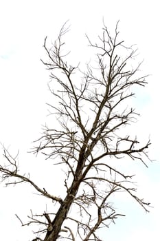 dried branches on a big tree with blue sky background