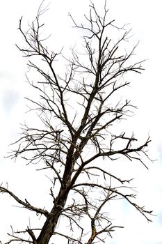 dried branches on a big tree with blue sky background