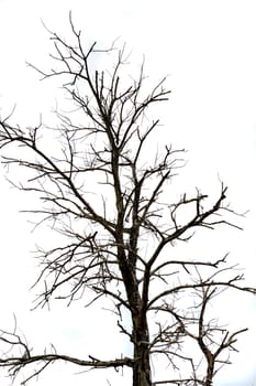 dried branches on a big tree with blue sky background