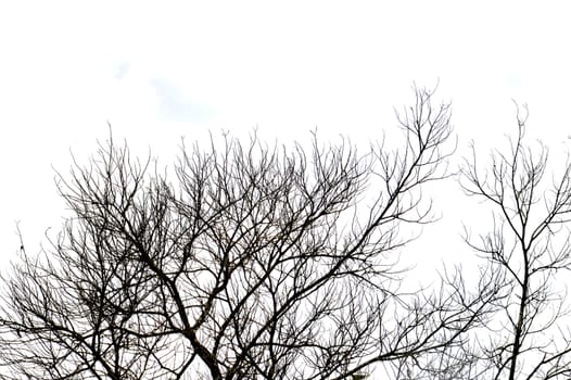 dried branches on a big tree with blue sky background