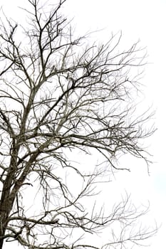 dried branches on a big tree with blue sky background