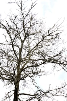 dried branches on a big tree with blue sky background