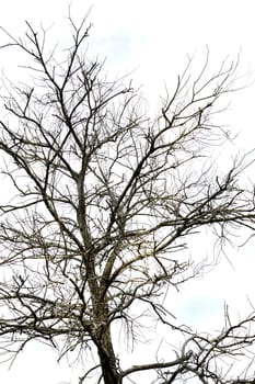 dried branches on a big tree with blue sky background